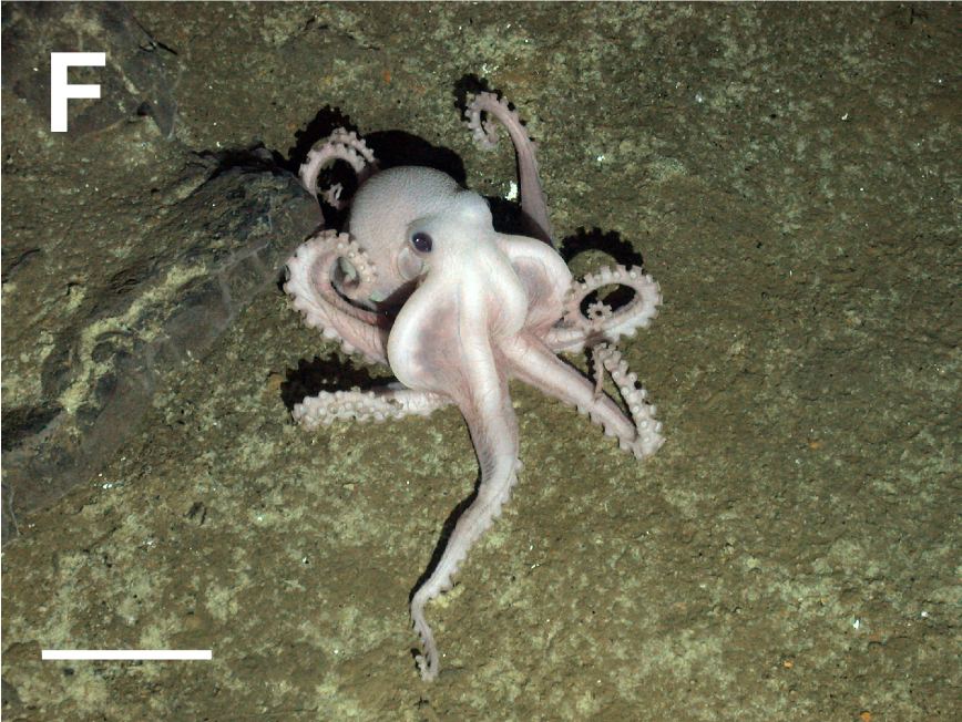 New Species Found Around Deep-Sea Hydrothermal Vents Deep ocean water in darkness