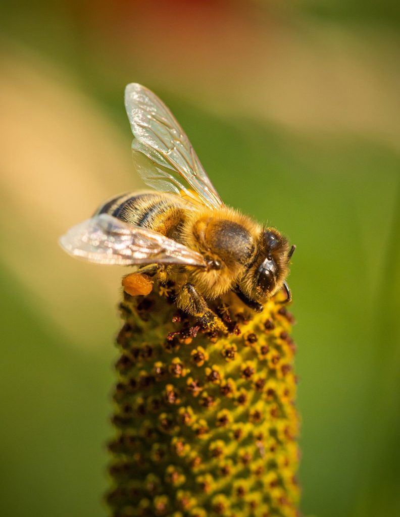 Urban Meadows Show Early Signs of Pollinator Recovery Bees visiting a colourful wildflower meadow